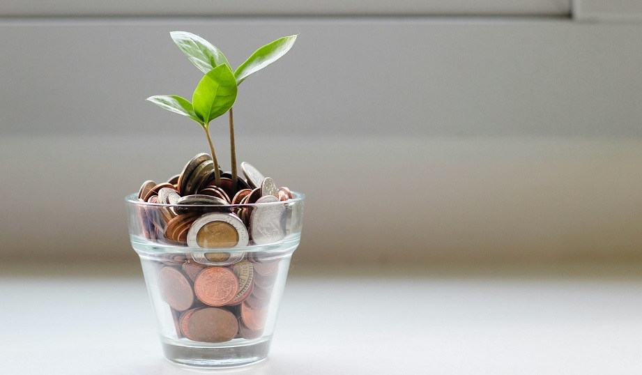 Plant growing with money