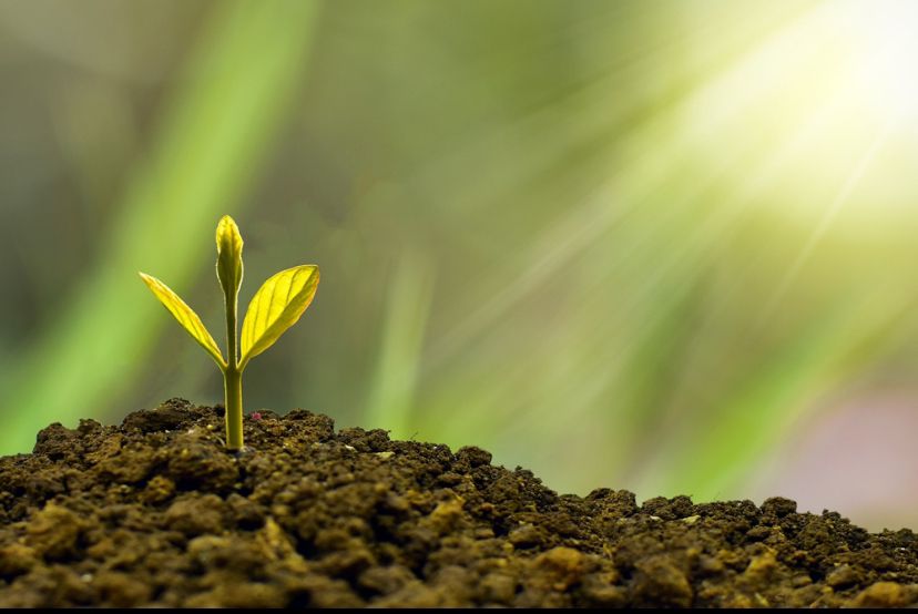 A young green plant seedling sprouting in soil, symbolizing mutual fund investment and long-term wealth growth.